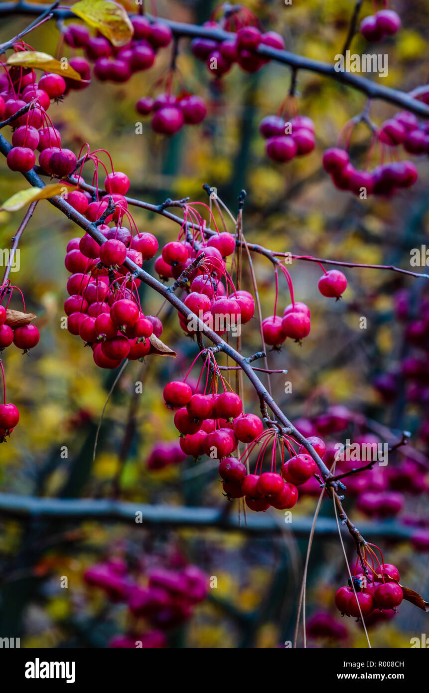 Cerises en automne à l'Arboretum Finch Banque D'Images