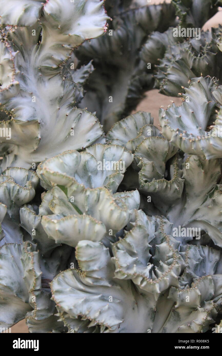 Euphorbia lactea forma cristata, elkhorn a créé et ondulant plante du désert poussant dans le pré ensoleillé. Banque D'Images