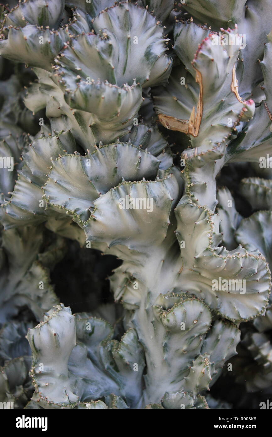 Euphorbia lactea forma cristata, elkhorn a créé et ondulant plante du désert poussant dans le pré ensoleillé. Banque D'Images