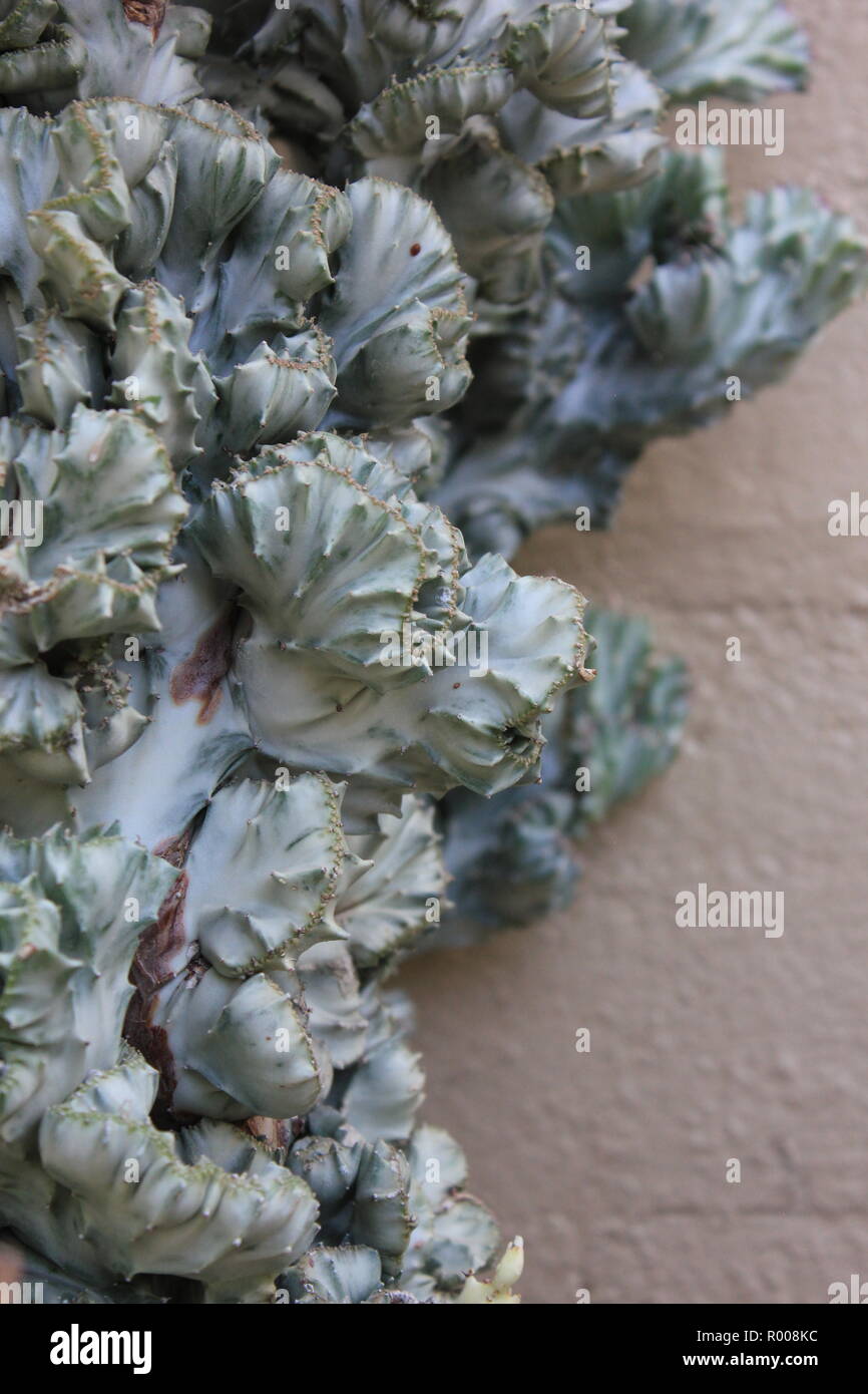 Euphorbia lactea forma cristata, elkhorn a créé et ondulant plante du désert poussant dans le jardin du désert. Banque D'Images