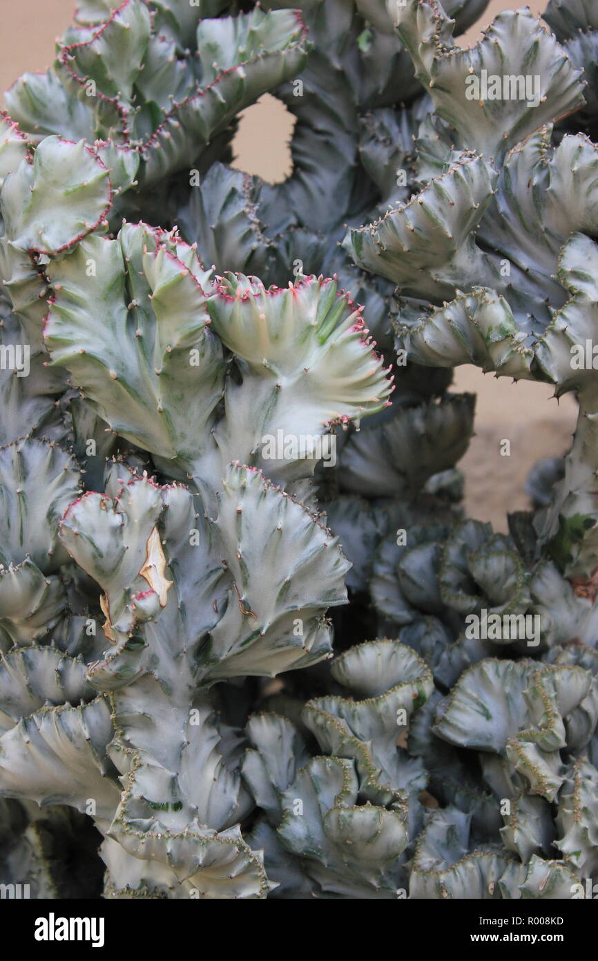 Euphorbia lactea forma cristata, elkhorn a créé et ondulant plante du désert poussant dans le jardin du désert. Banque D'Images
