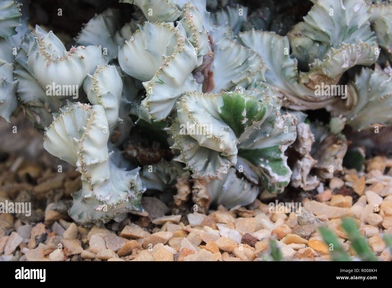 Euphorbia lactea forma cristata, elkhorn a créé et ondulant plante du désert poussant dans le pré ensoleillé. Banque D'Images