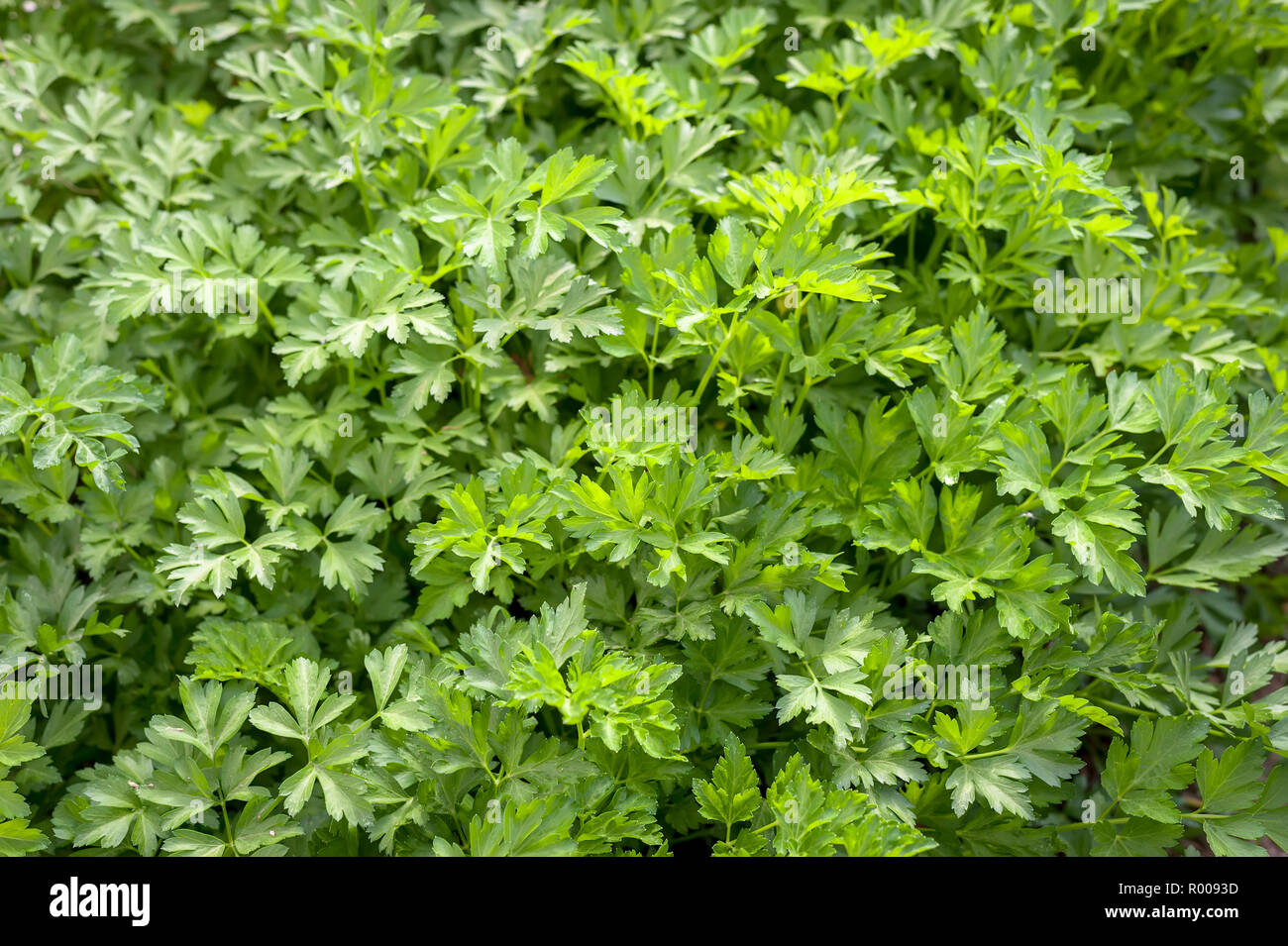 Un groupe de plus en plus fraîchement le persil. Banque D'Images