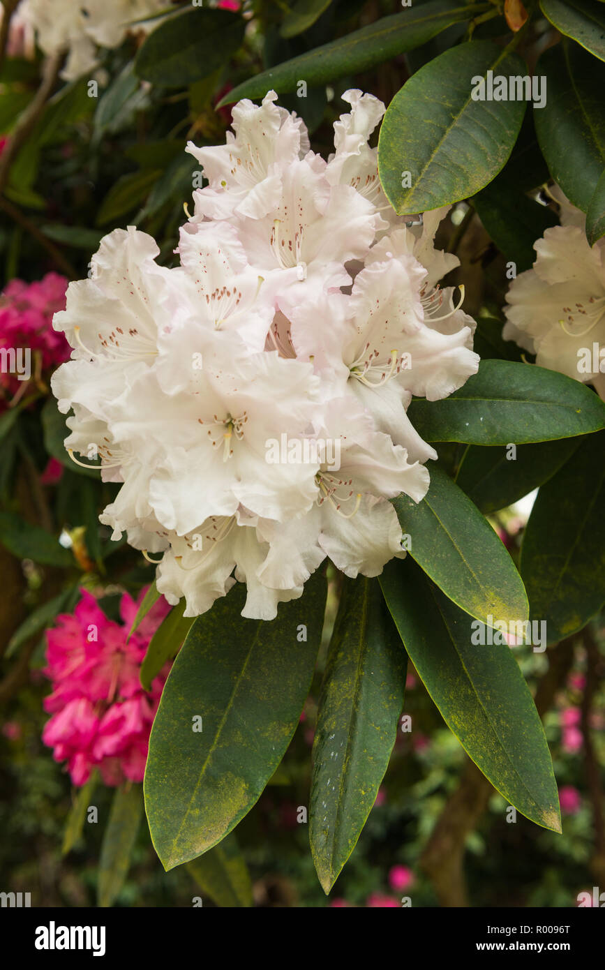 Rhododendron fermer ups. Banque D'Images