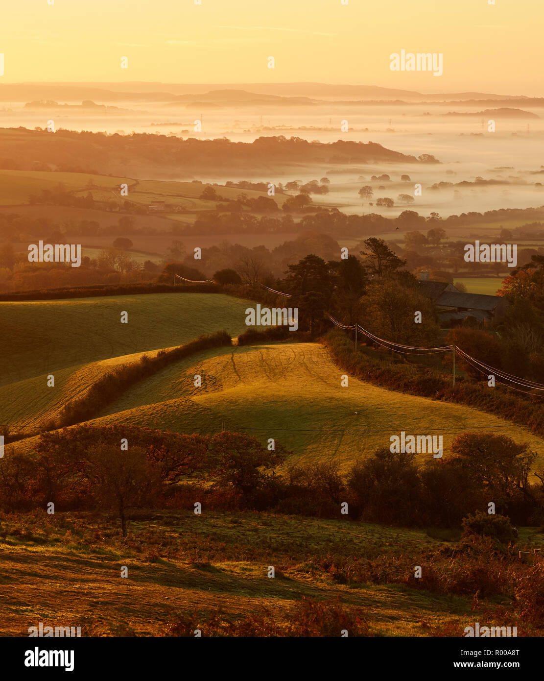 À la recherche du haut de la colline de plume Pilsdon dans Dorset à des pâturages, des champs verts et de la brume au lever du soleil Banque D'Images