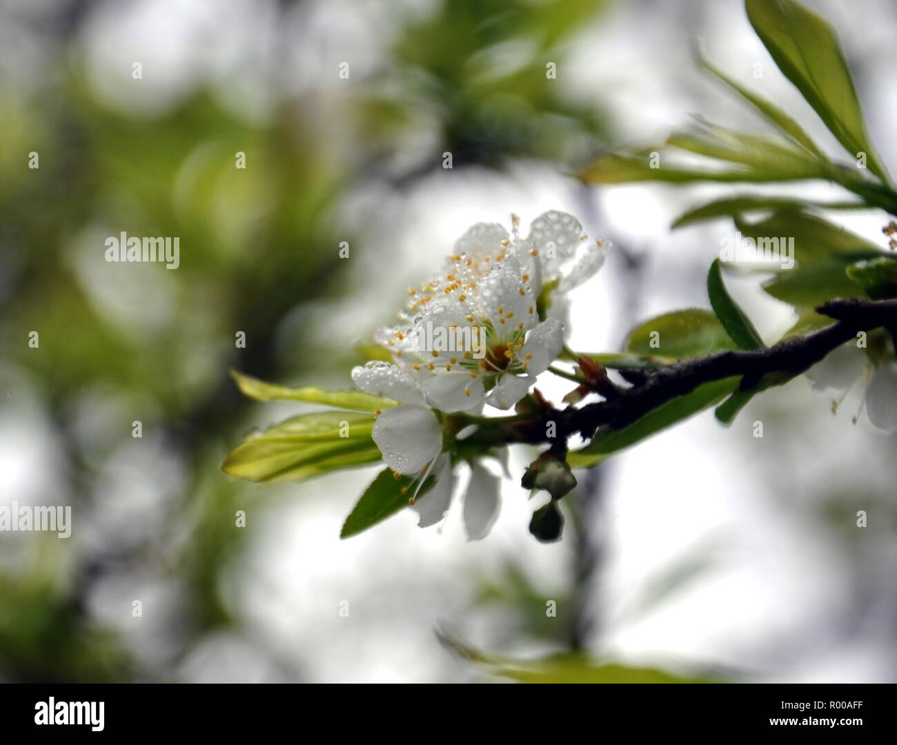 Fleur de prunier blanc pur Banque D'Images