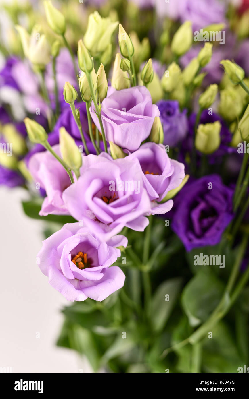Virginia bluebells (Eustoma grandiflorum), également kwown que Texas bluebell bluebell, voyantes, gentiane blanche, gentiane des prairies et les Captio Lisianthus *** Banque D'Images