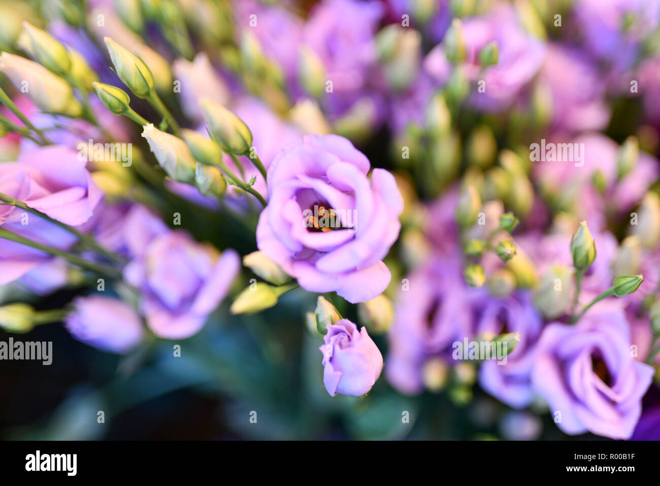 Virginia bluebells (Eustoma grandiflorum), également kwown que Texas bluebell bluebell, voyantes, gentiane blanche, gentiane des prairies et les Captio Lisianthus *** Banque D'Images