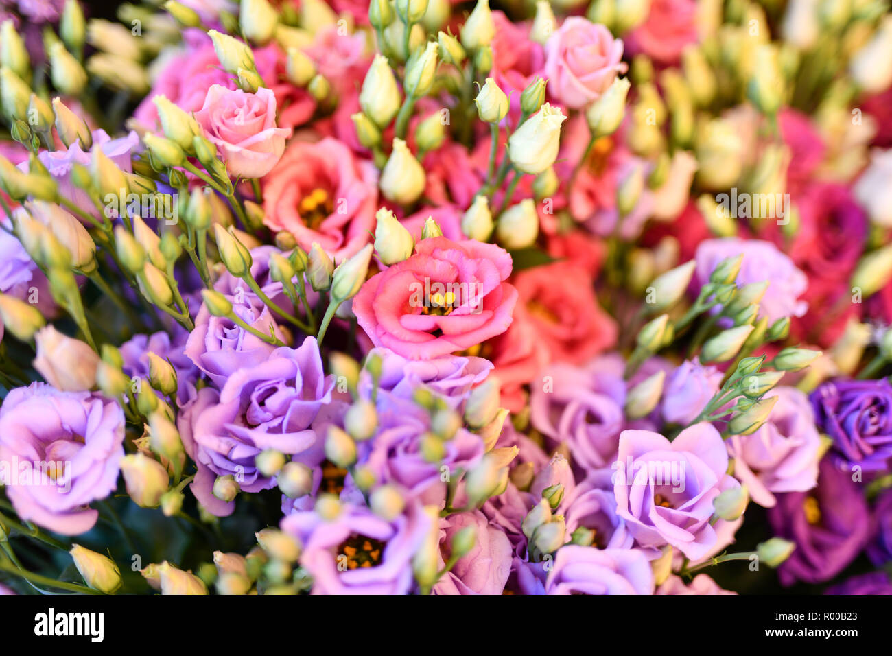Virginia bluebells (Eustoma grandiflorum), également kwown que Texas bluebell bluebell, voyantes, gentiane blanche, gentiane blanche et rouge , les Lisianthus *** Banque D'Images