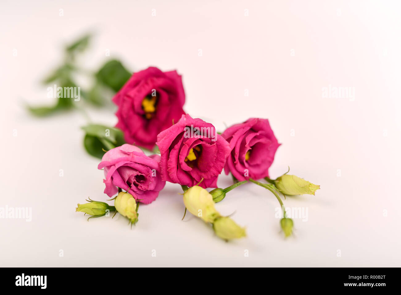 Virginia bluebells (Eustoma grandiflorum), également kwown que Texas bluebell bluebell, voyantes, gentiane blanche, gentiane blanche et rose , Local Lisianthus *** Banque D'Images