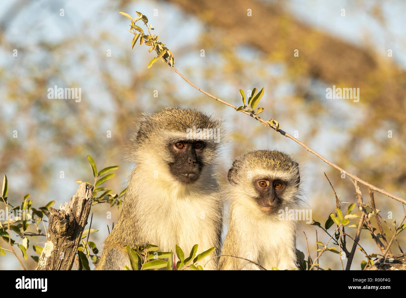 Les singes vervet juvénile et mère Cercopithecus aethiops,assis dans un arbre dans le Parc National Kruger forestiers riverains de l'Afrique du Sud Banque D'Images
