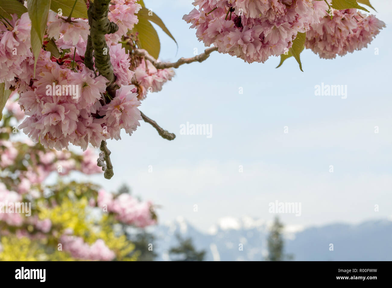 Fleurs roses délicates d'un cerisier forme haut et côté gauche du châssis. Des problèmes de mise au point sur le bord inférieur du châssis sont des montagnes de la rive nord de Vancouver s Banque D'Images