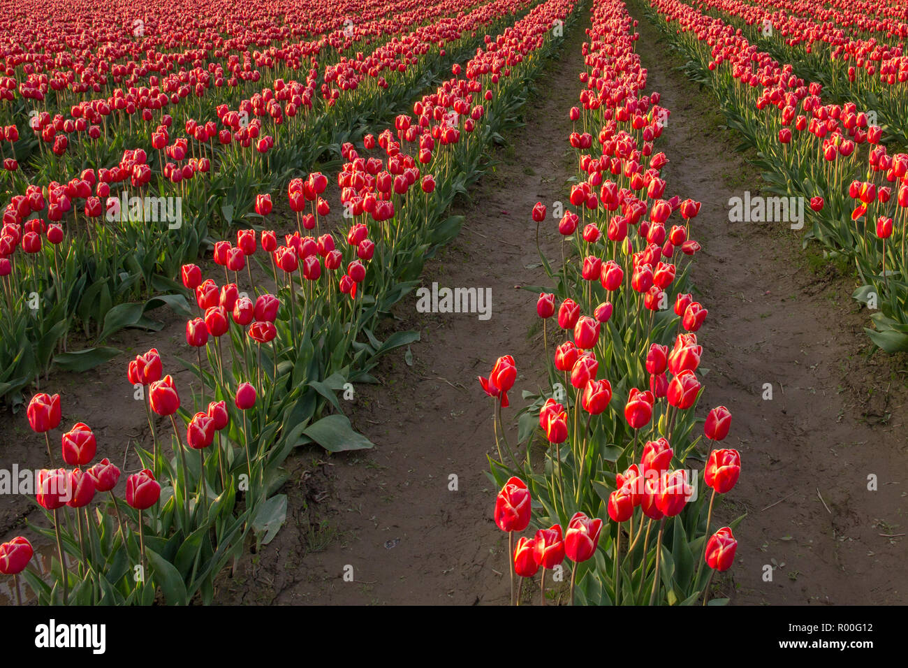 Les lignes convergentes de tulipes rouges et blancs mènent loin de l'avant-plan, éclairé par les rayons dorés d'un soleil couchant Banque D'Images