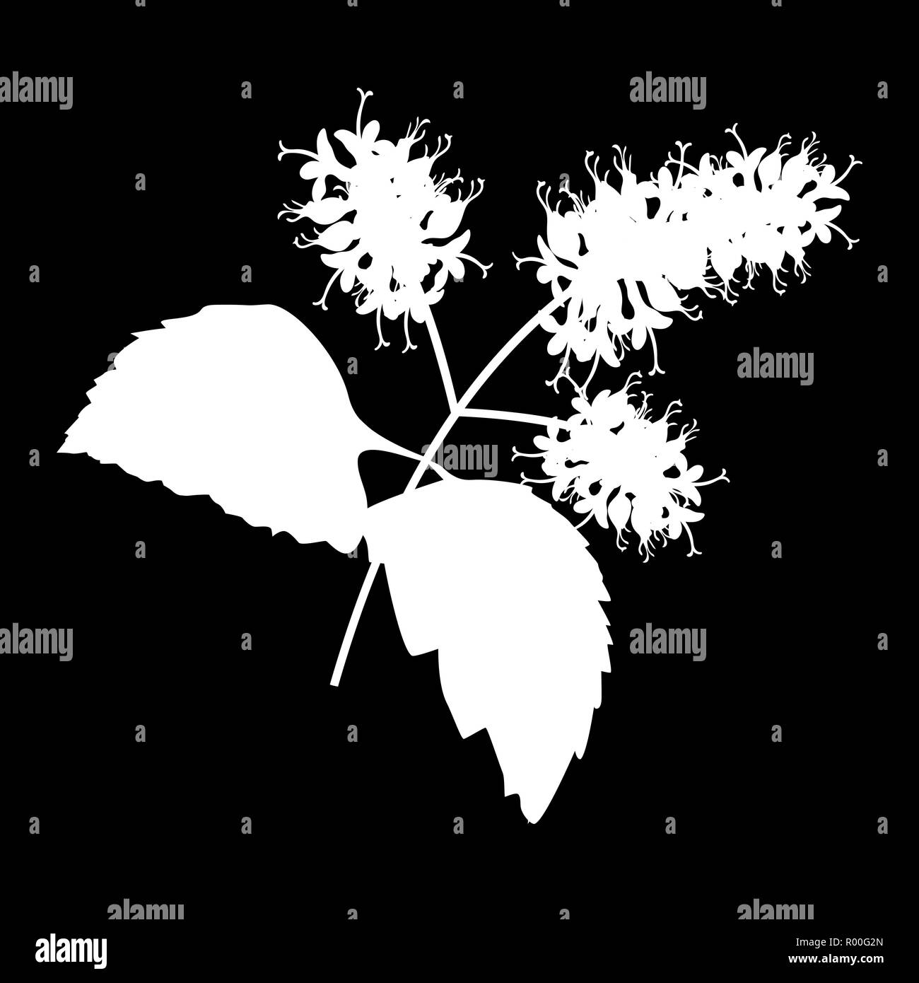 Patchouli Sprig logo isolés. icône silhouette blanche. Vector illustration Illustration de Vecteur