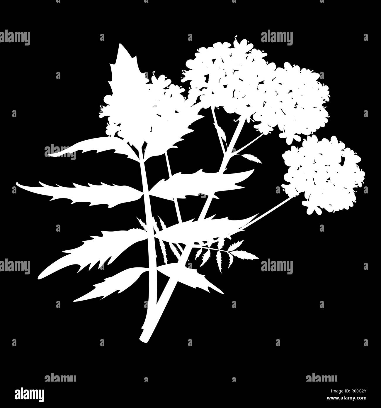 Logo isolés de valériane. icône silhouette blanche. Vector illustration Illustration de Vecteur