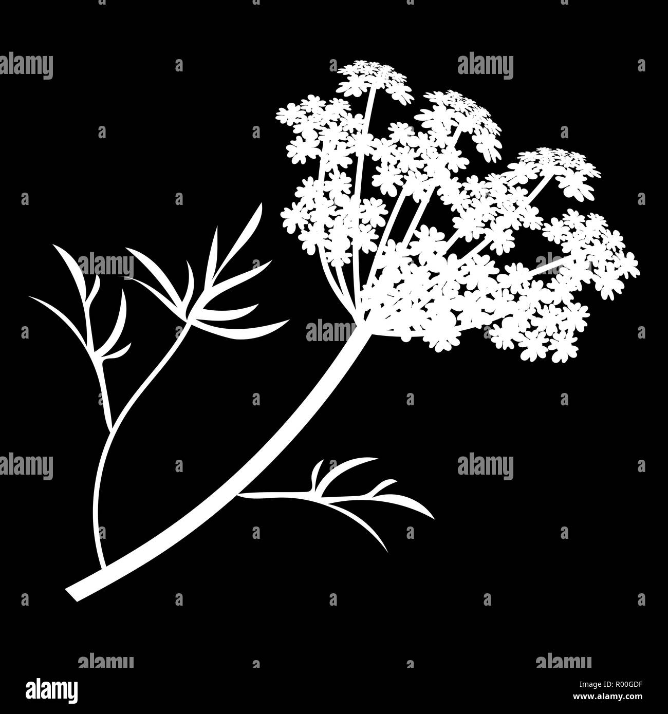 Anis ou Angelica archangelica fleurs logo isolés. icône silhouette blanche. Vector illustration Illustration de Vecteur