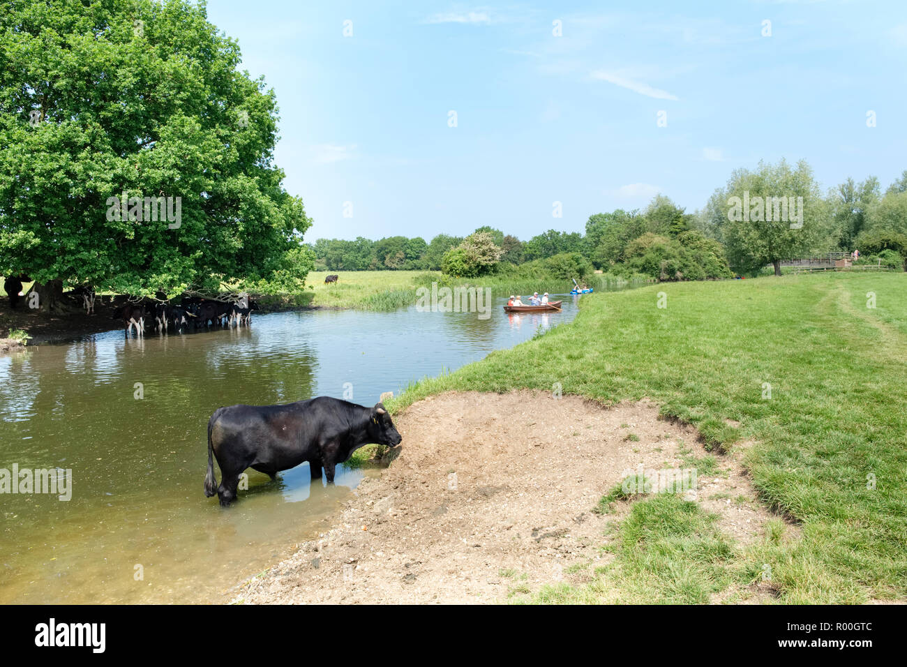 Les vaches de se rafraîchir dans la rivière Stour près de moulin de Flatford, East Bergholt, dans le Suffolk, Angleterre, RU Banque D'Images