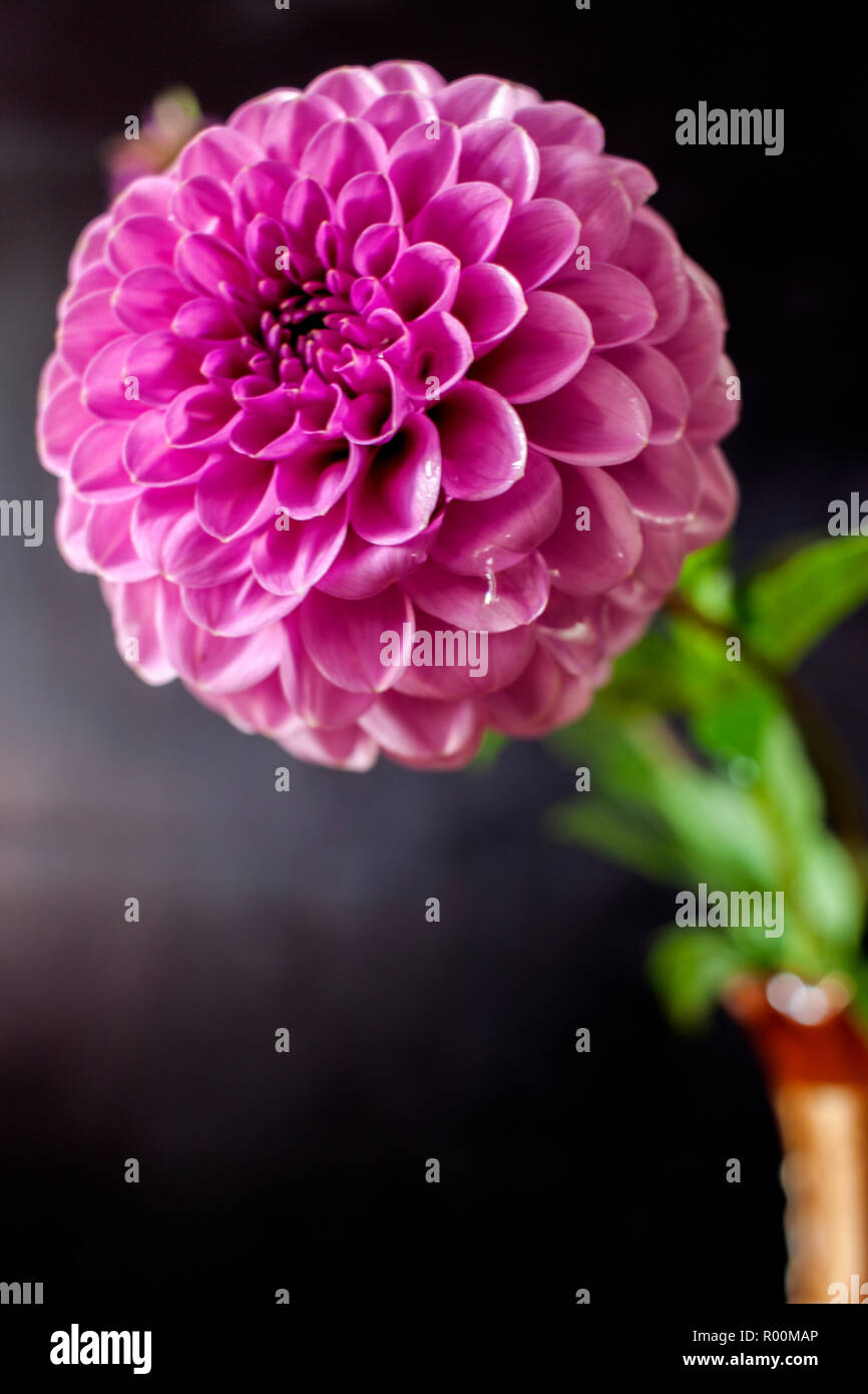 Dahlia Douce Fleur Sur Fond Noir Banque Dimages Photo