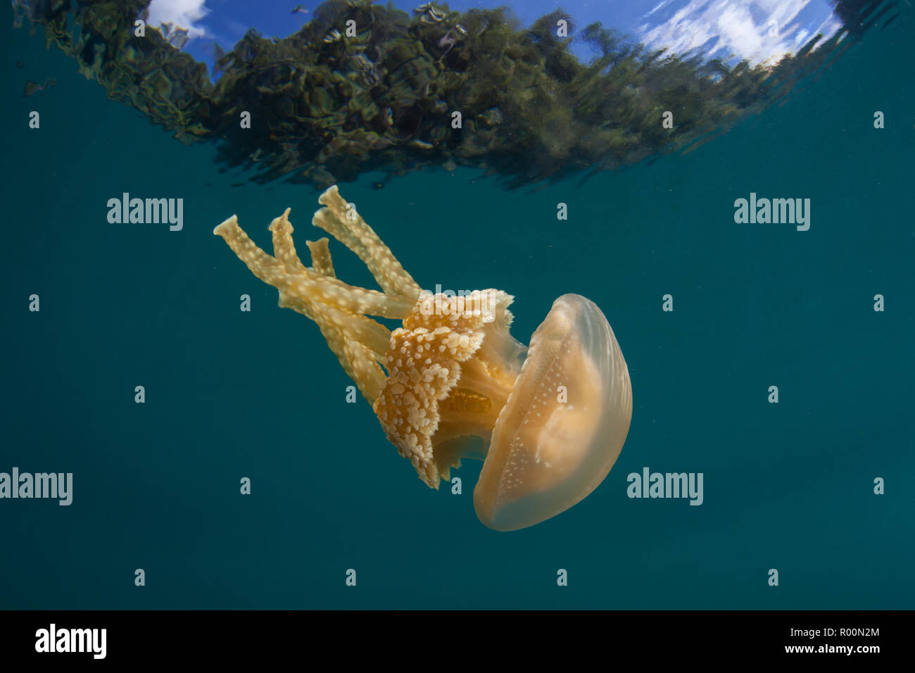 Or, une méduse Mastigias papua, dérives dans les eaux peu profondes de Raja Ampat, en Indonésie. Cette région est connue pour ses spectaculaires de la biodiversité marine. Banque D'Images