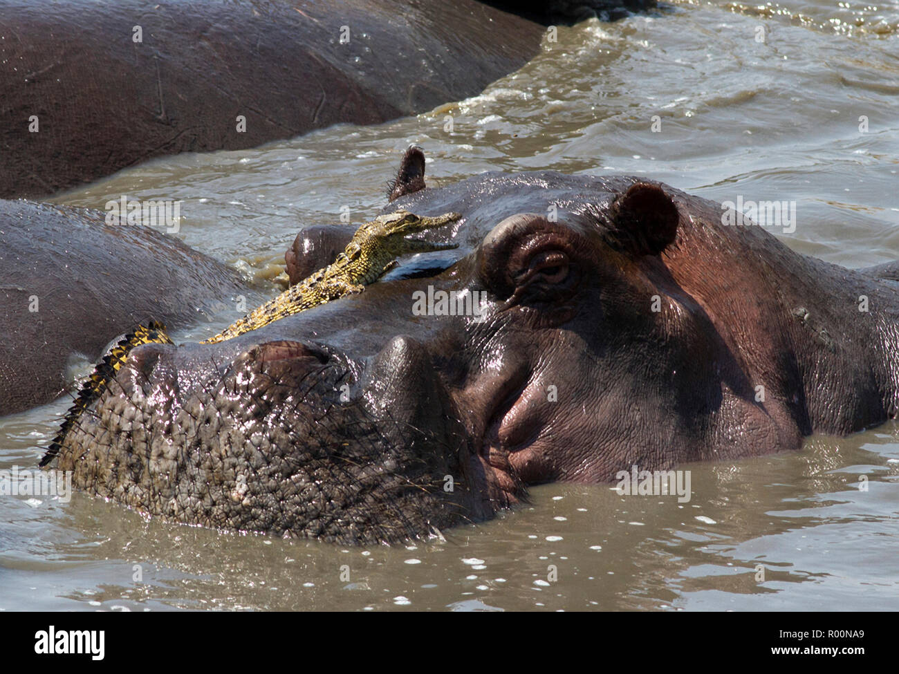 Un an Croc cherche refuge précaire sur la bouche d'une grande maturité Hippo. Banque D'Images