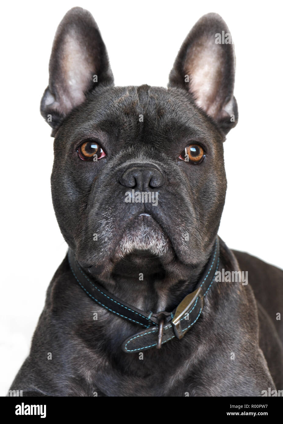 Portrait d'un magnifique bouledogue français face caméra, fond blanc . Banque D'Images