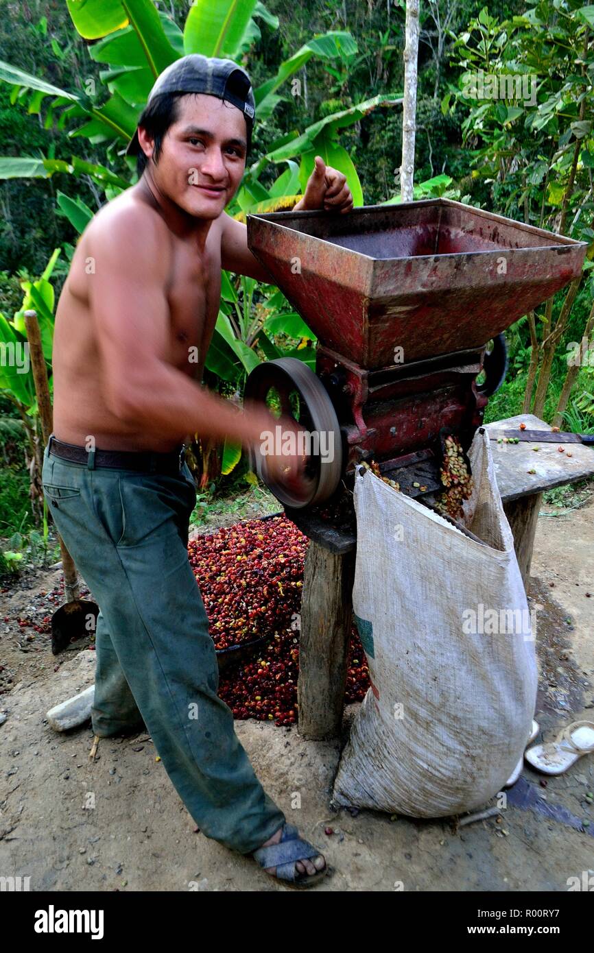 Machine à pâte- de la récolte du café à la frontière de l'Equateur - ZUNGA -San Ignacio- département de Cajamarca au Pérou. Banque D'Images