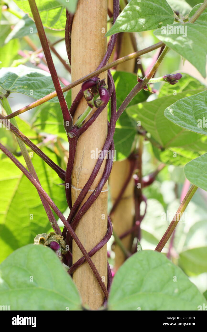 Culture de haricots français. Haricot français d'escalade à podarder violet - Phaseolus vulgaris - tordant vers le haut des supports de canne en bambou dans un jardin de cuisine, Royaume-Uni. Banque D'Images