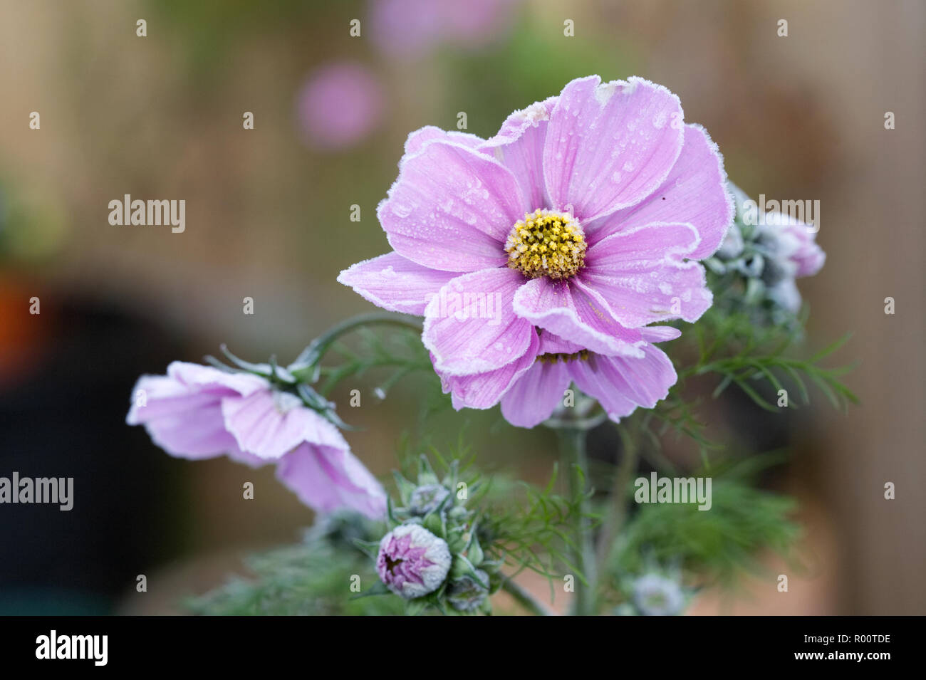 Cosmos bipinnatus.flowerheads givré à l'automne. Banque D'Images