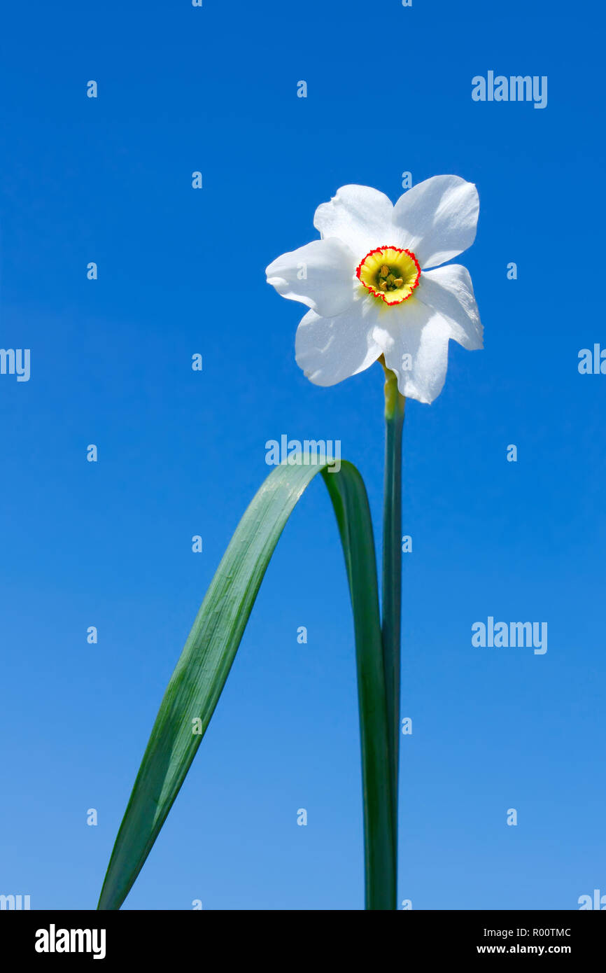 Narcisse fleur sur un fond de ciel bleu Photo Stock - Alamy