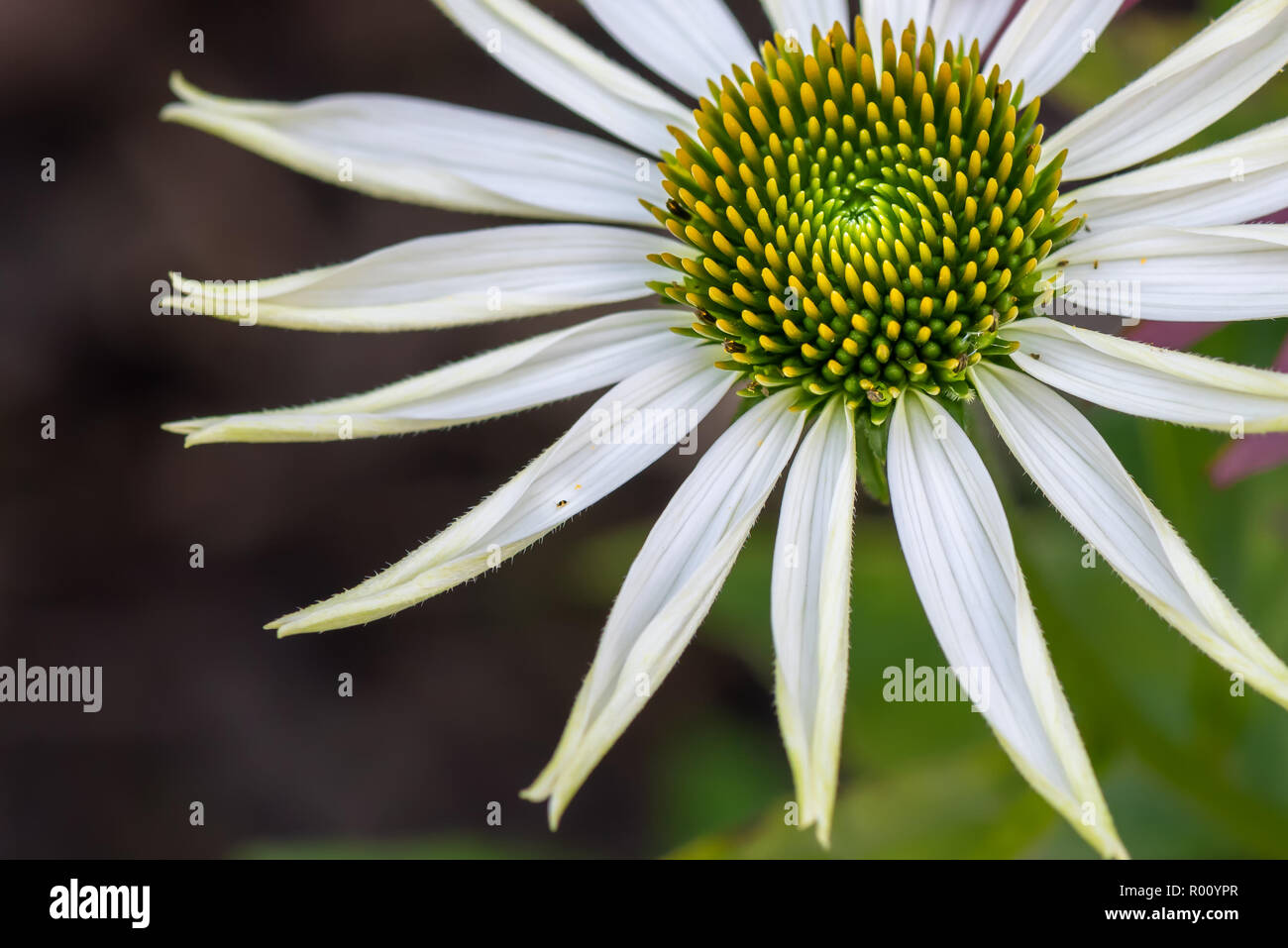 Plein air nature macro floral d'un wide open blanc jaune vert coneflower echinacea/fleur avec un très petit inscet noir jaune sur une feuille,natural Banque D'Images