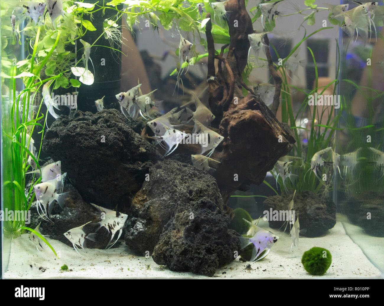 Magnifique aquarium d'eau douce tropicaux plantés avec des poissons Banque D'Images