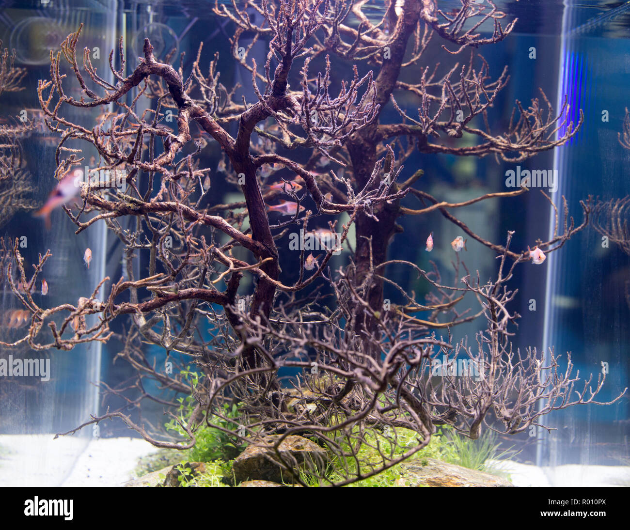 Magnifique aquarium d'eau douce tropicaux plantés avec des poissons Banque D'Images