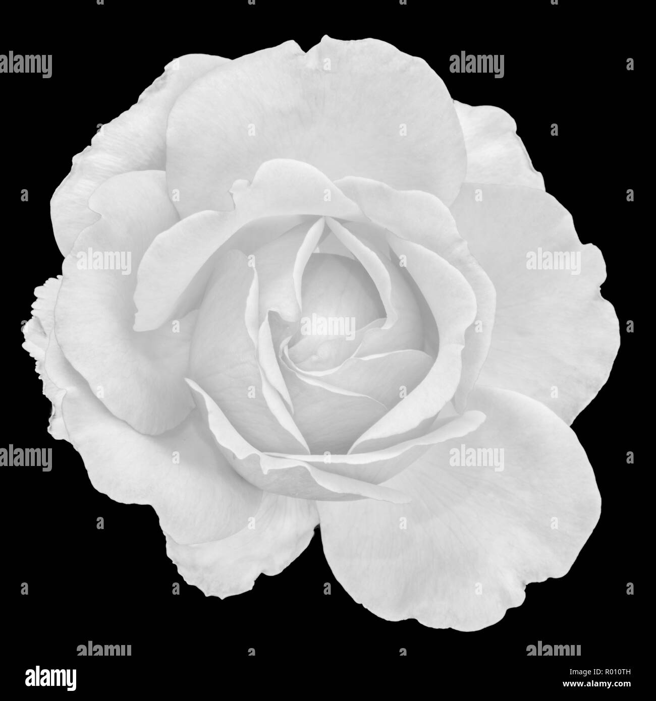 Fine Art Nature Morte Noir Et Blanc Fleur Monochrome Haut