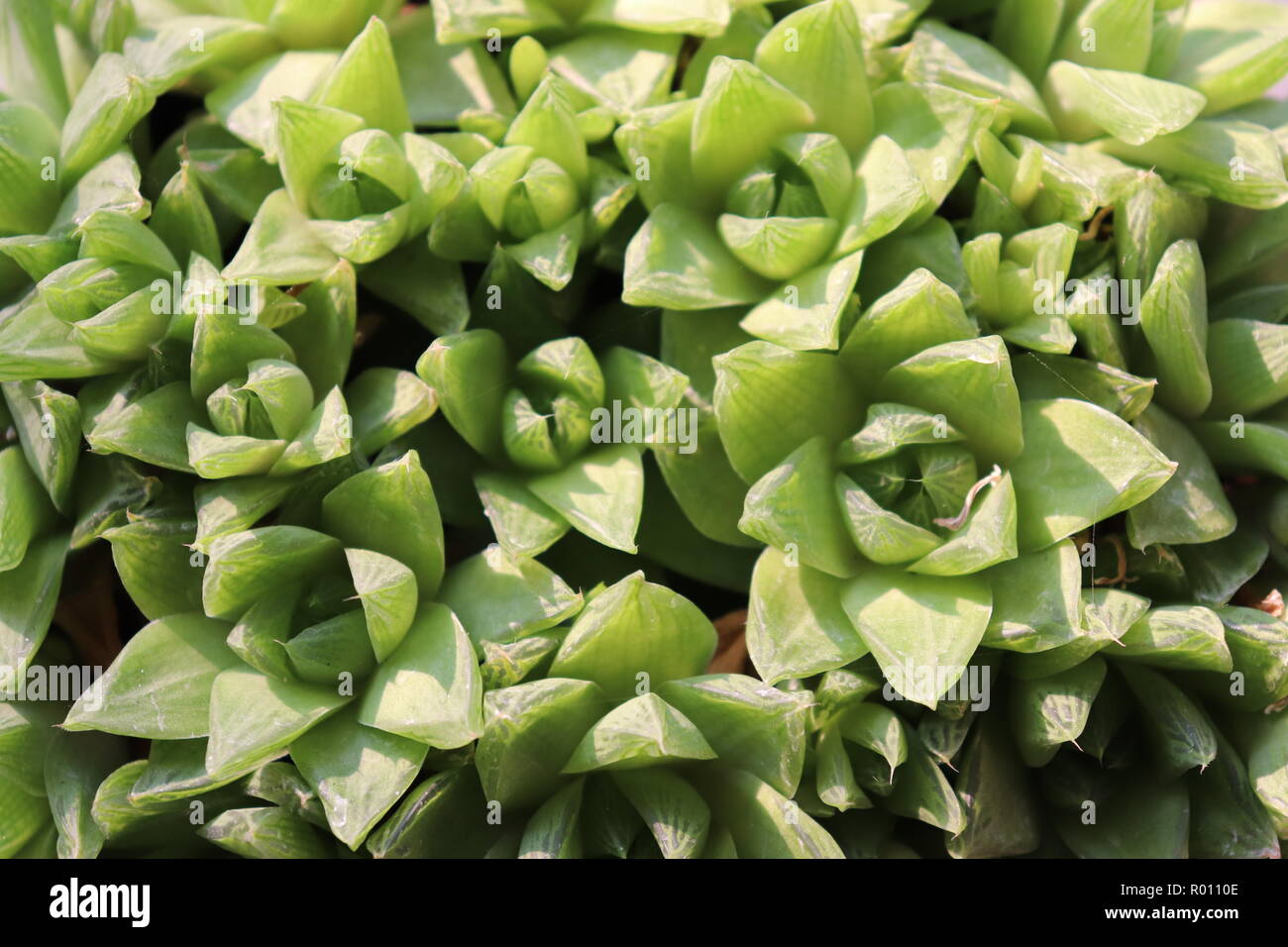 Les plantes succulentes sont vert clair feuilles charnues Banque D'Images