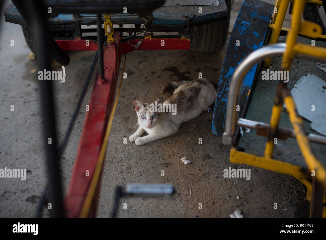 Un Chat Se Cache Dans L Ombre Sous Un Camion Sur Une Chaude Journee A La Havane Cuba Photo Stock Alamy