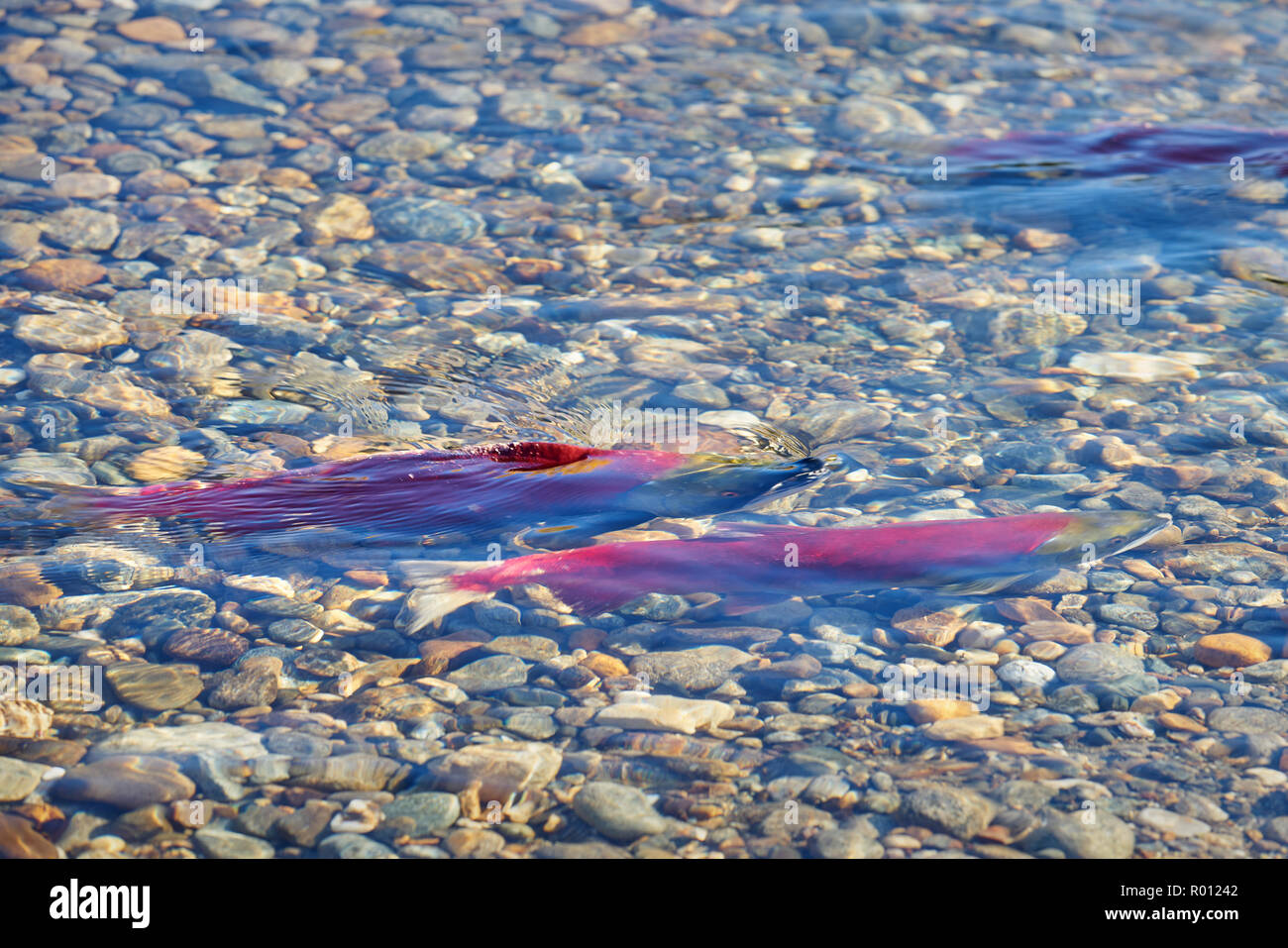 Le frai du saumon rouge de la rivière Adams, bas-fonds. Rassemblement de saumons rouges dans les frayères de la rivière Adams, British Columbia, Canada. Banque D'Images