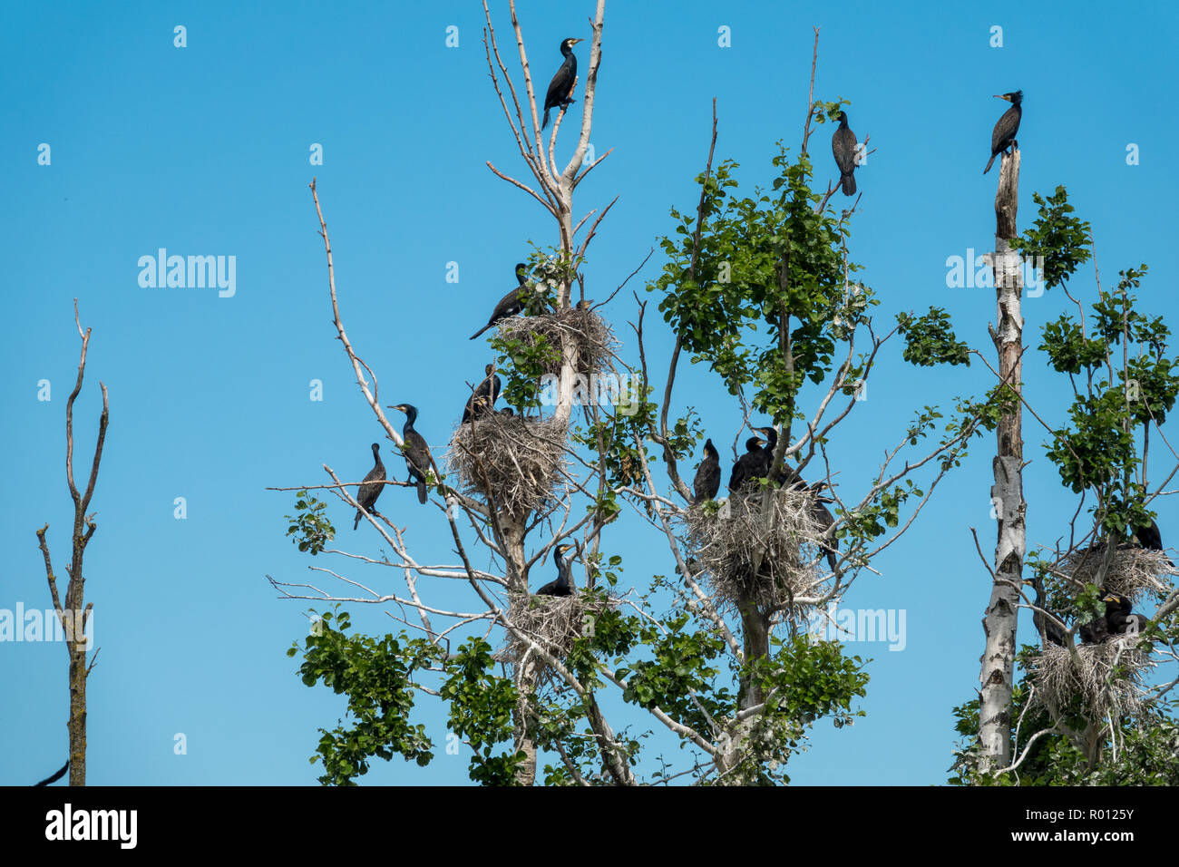 Colonie de cormorans dans près de distance Banque D'Images