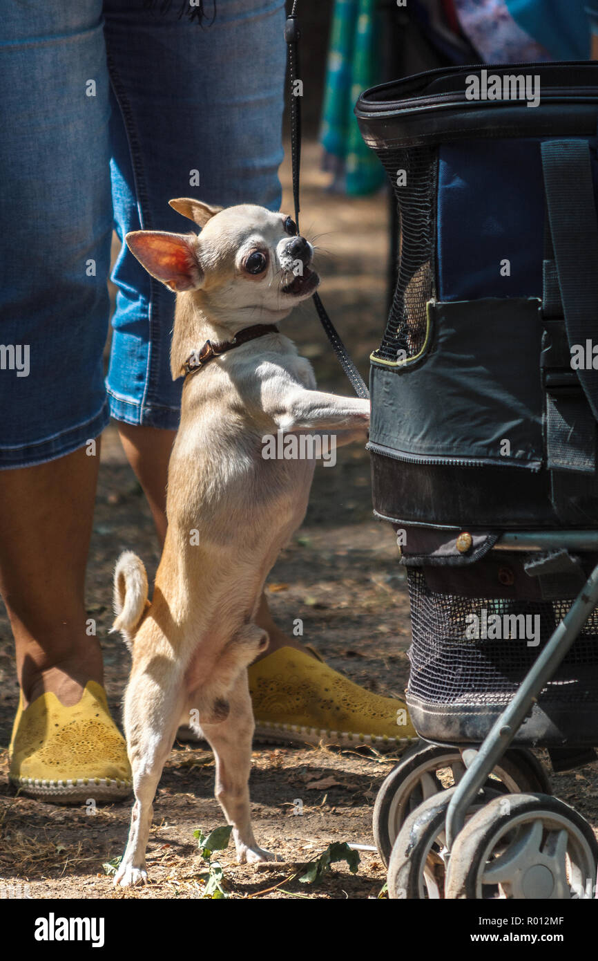 Race De Chien Chihuahua Guards Un Landau Avec Un Bebe Selective Focus Photo Stock Alamy