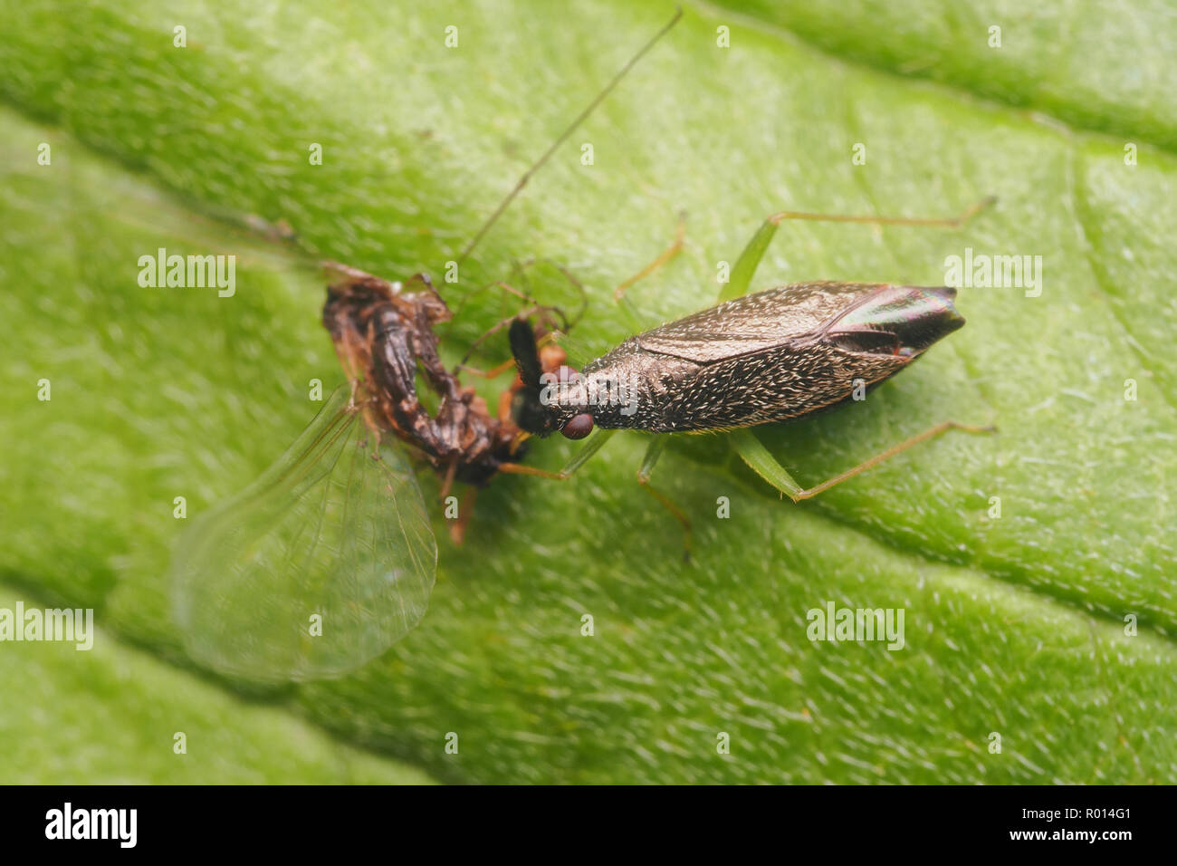 Vue dorsale d'Heterotoma planicornis punaises mirides se nourrissant d'un éphémère. Tipperary, Irlande Banque D'Images