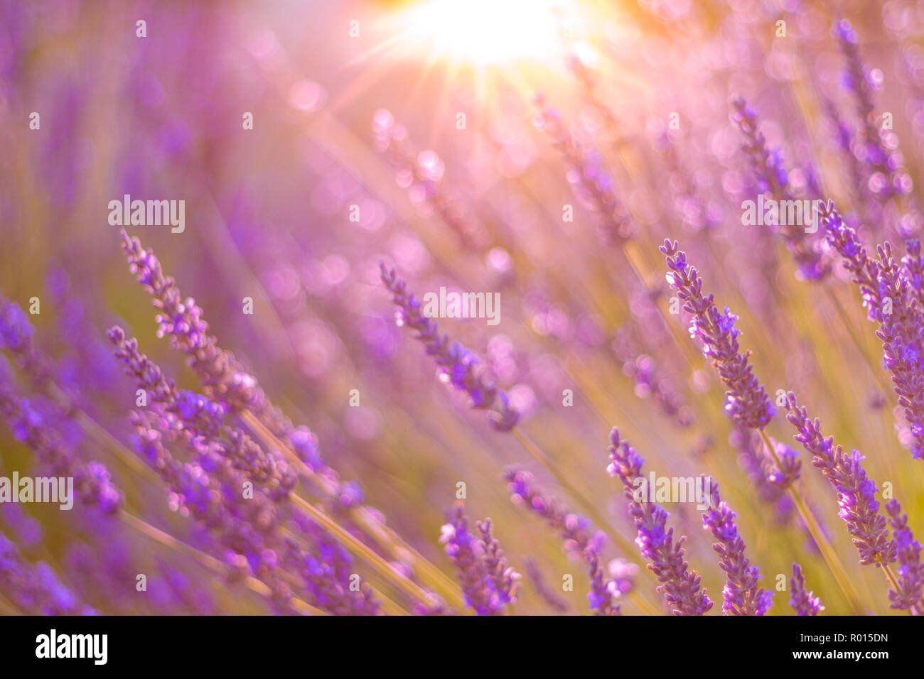 Beau coucher du soleil lavande en torchère. Fleurs d'été, close-up de l'été lumineux meadow et rayons de soleil. Fond nature idyllique Banque D'Images