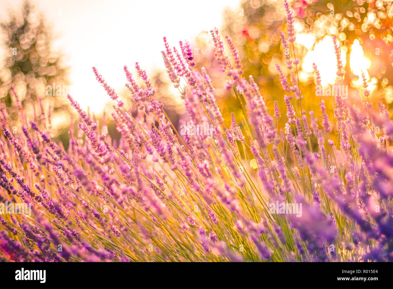 Beau coucher du soleil lavande en torchère. Fleurs d'été, close-up de l'été lumineux meadow et rayons de soleil. Fond nature idyllique Banque D'Images