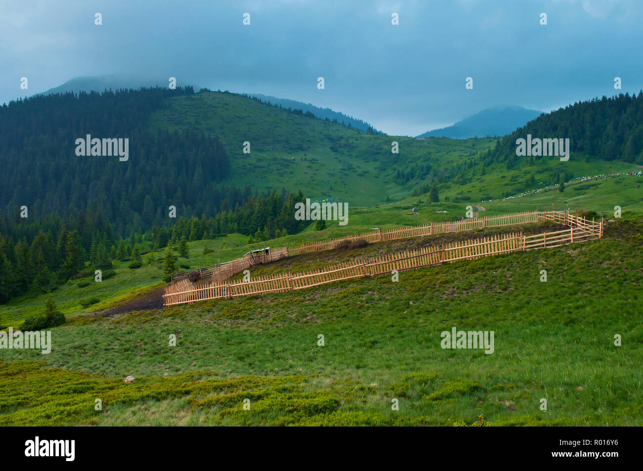 Triage des moutons faits de clôture sur une piste verte contre sommets de montagne couverte de nuages. Chaude soirée d'été. Gamme Marmarosh, Carpathian Banque D'Images