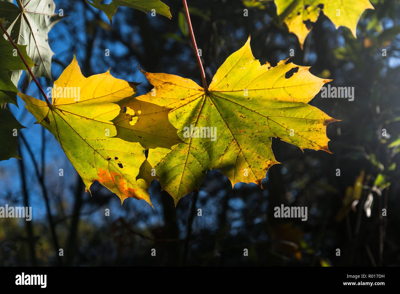 Couleurs de l'automne ou à l'automne avec les feuilles mortes en marchant à woodland park sous le soleil d'octobre matin à Blackpool, Lancashire, England, UK Banque D'Images