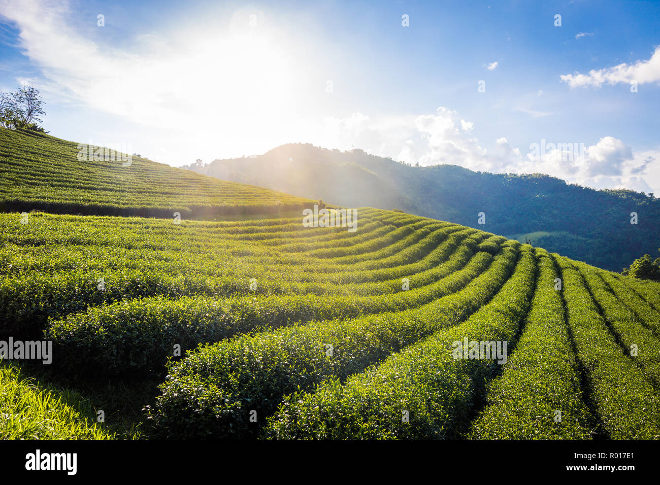 Paysage magnifique vue panoramique de 101 jours dans des plantations de thé sur fond de ciel bleu , attraction touristique à Doi Mae Salong Mae Fah Luang Chia Banque D'Images
