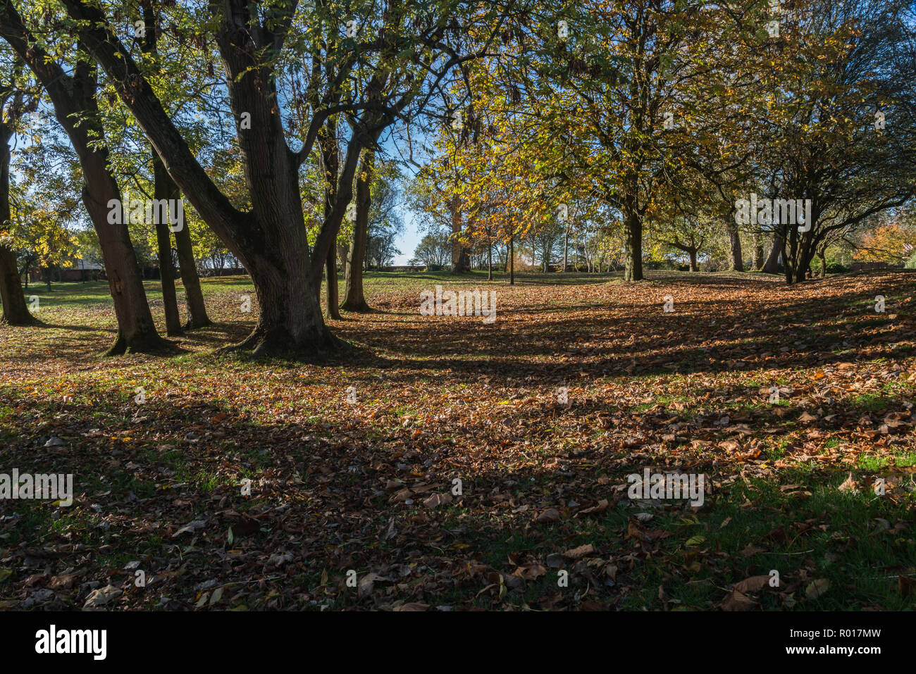 Couleurs de l'automne ou à l'automne avec les feuilles mortes en marchant à woodland park sous le soleil d'octobre matin à Blackpool, Lancashire, England, UK Banque D'Images