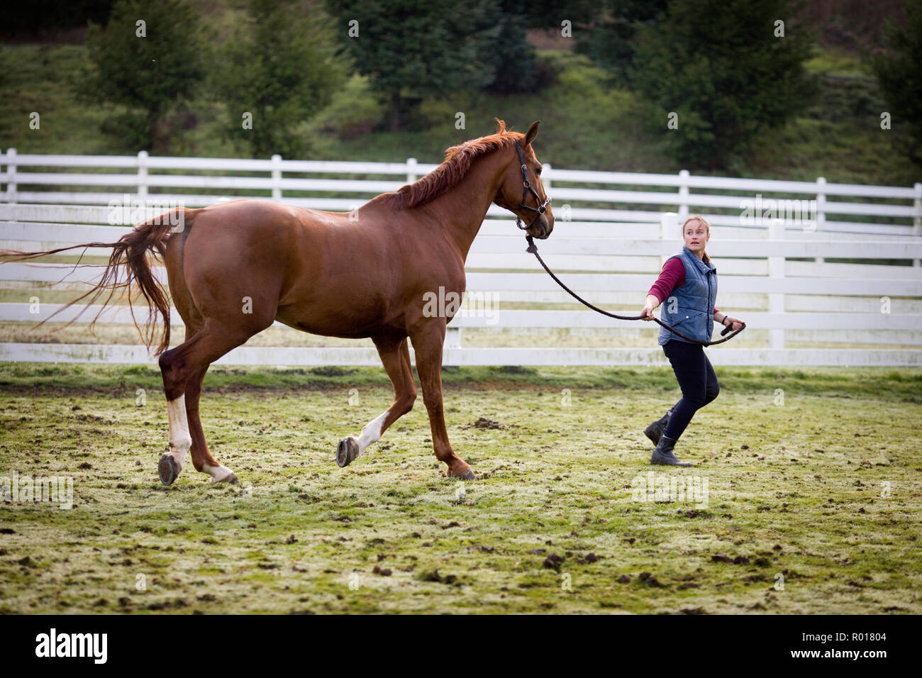 Jeune femme tournant avec son cheval brun dans un enclos. Banque D'Images