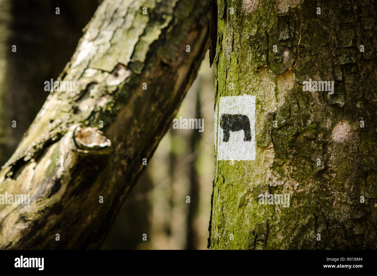 Mont Ślęża- holly place l'antiquité païenne, maintenant populaires près de Wrocław, Pologne. Marquage des ours sentier touristique 'Saint' Banque D'Images