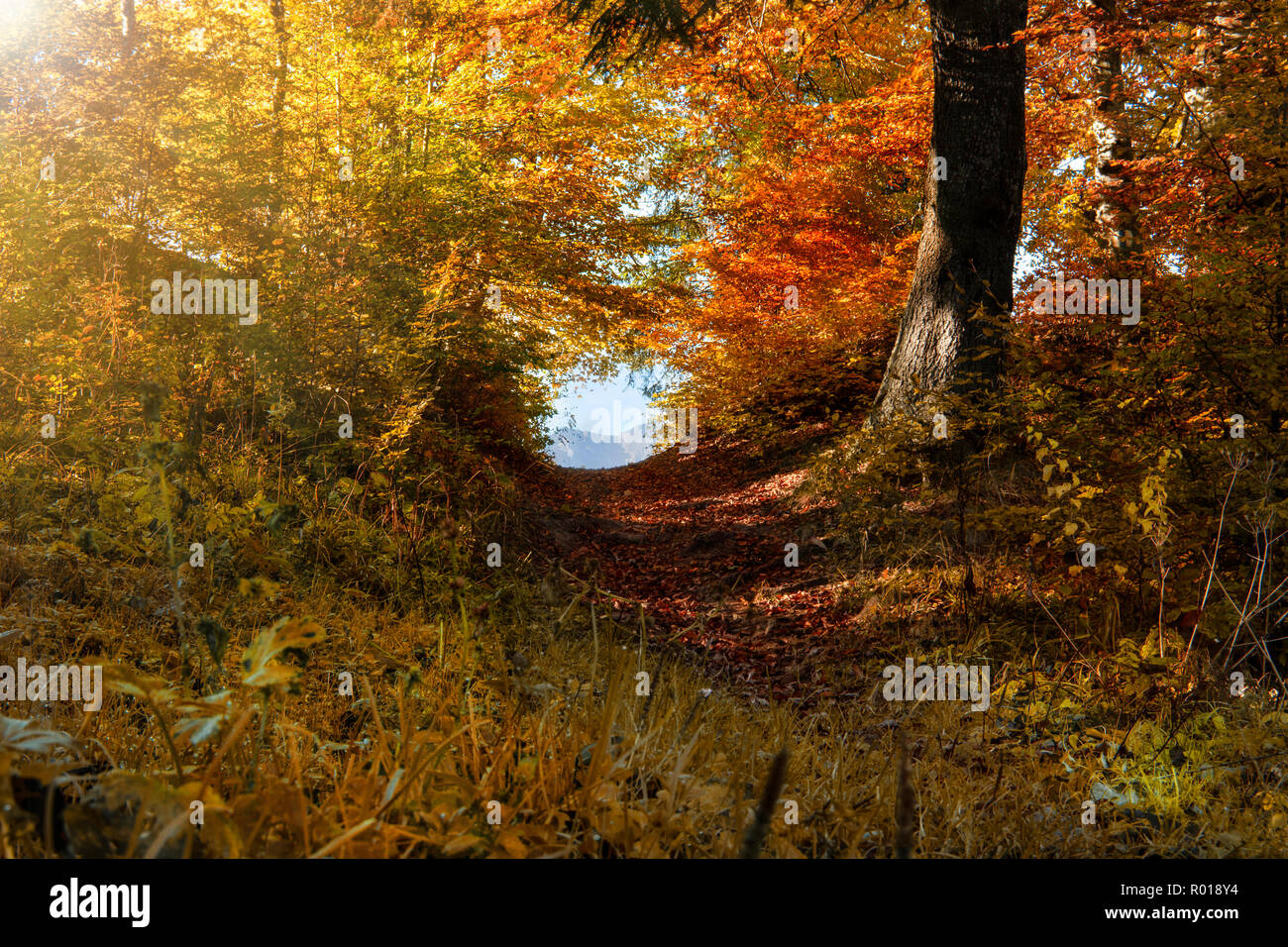 Sentier en forêt d'automne, le soleil qui brille à travers les arbres. Feuillage d'automne Banque D'Images