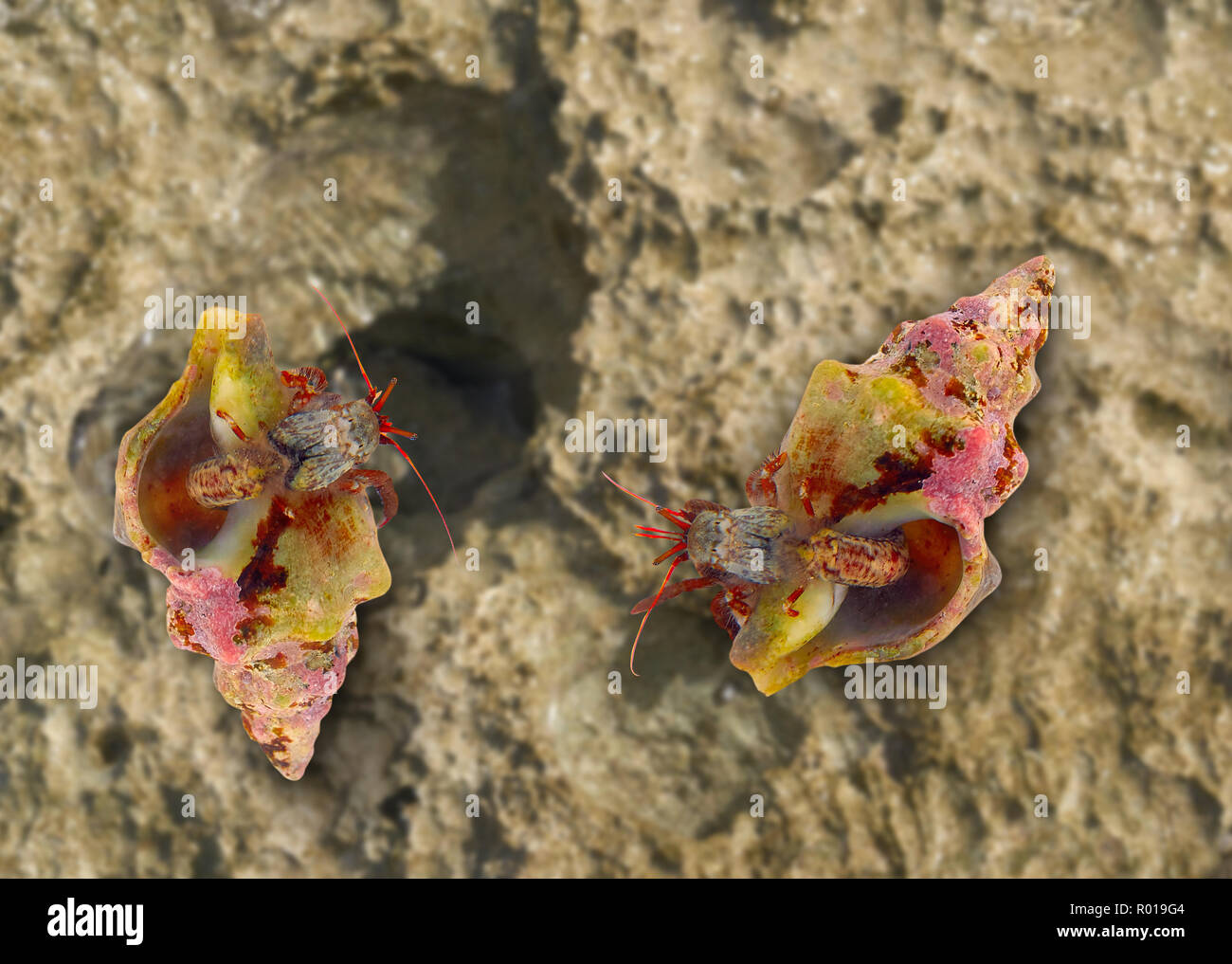 Macro closeup détail Hermit Crab shell sur Banque D'Images