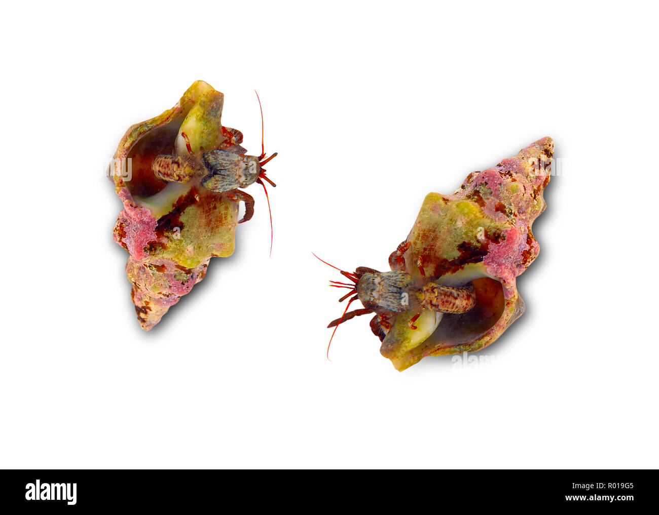 Macro closeup détail Hermit Crab shell sur Banque D'Images